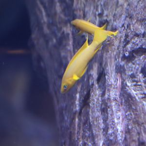 ID Neolamprolangus leleupi or longior ?