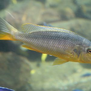 ID Cichlid