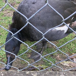Paradise shelduck (Tadorna variegata)