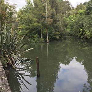 New Zealand Wetlands Exhibit