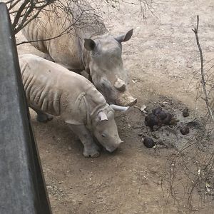 Southern white rhinoceros (Ceratotherium simum)