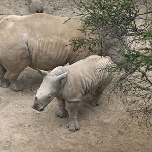 Southern White Rhinoceros Calf