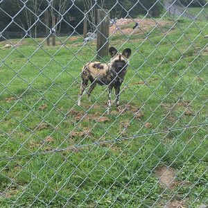 African wild dog (Lycaon pictus)