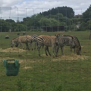 Plains Zebra Herd