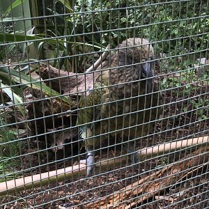 Kea (Nestor notabilis)