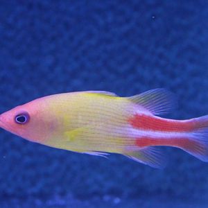 Multiline Basslet - Liopropoma multilineatum