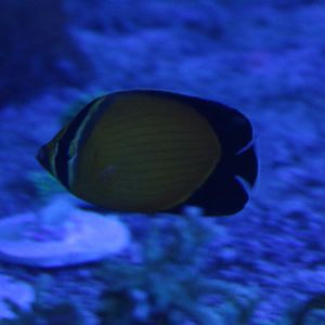 Arabian butterflyfish - Chaetodon melapterus