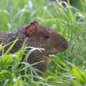 Azara's agouti : Exmoor Zoo : 16 Sep 2020