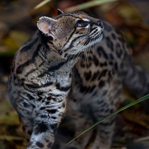 Margay : Exmoor Zoo : 16 Sep 2020