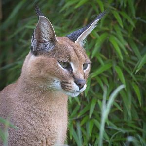 Caracal : Exmoor Zoo : 16 Sep 2020