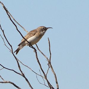 Female black honeyeater.