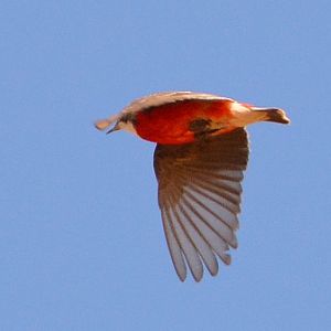 Crimson chat in flight.