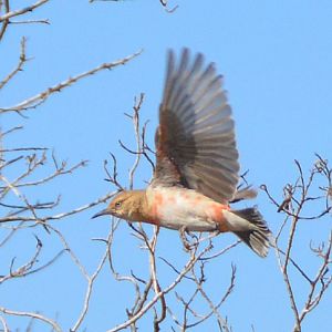 Imm. male crimson chat in flight.