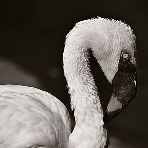 Lesser Flamingo