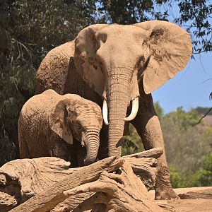African Bush Elephant with her calf
