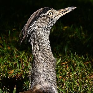 Kori Bustard