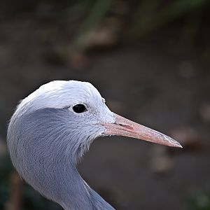 Blue Crane