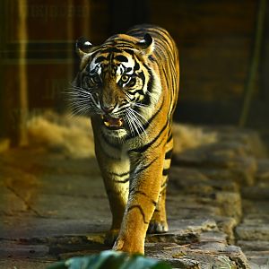 Sumatran Tiger