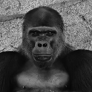 Western Lowland Gorilla