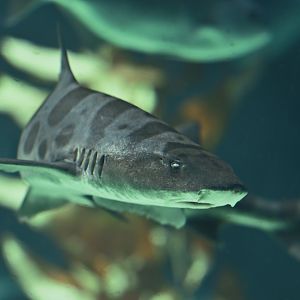 Leopard Shark