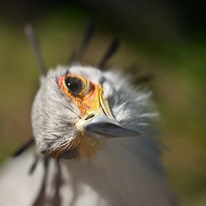 Secretary Bird