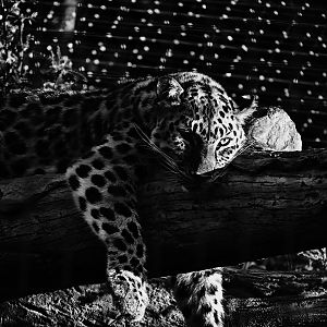 Amur Leopard