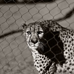 South African Cheetah