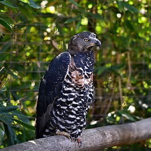 African Crowned Eagle