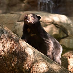 Sun Bear