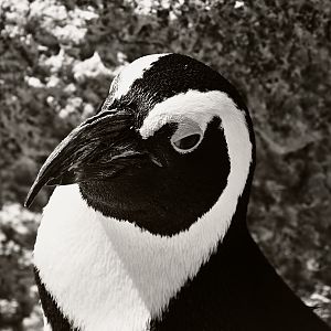 African Penguin
