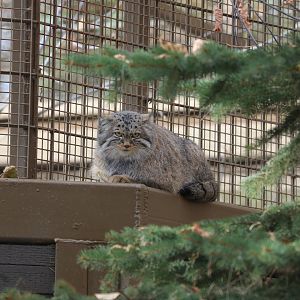 Pallas's Cat