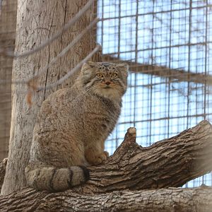 Pallas's Cat