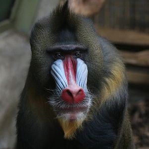 Mandrill