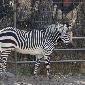 Hartmann's Mountain Zebra