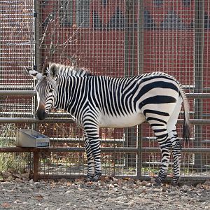 Hartmann's Mountain Zebra Foal