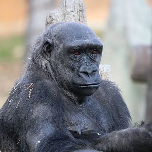 Western Lowland Gorilla