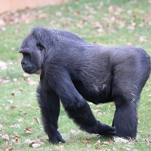 Western Lowland Gorilla