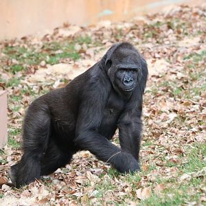 Western Lowland Gorilla