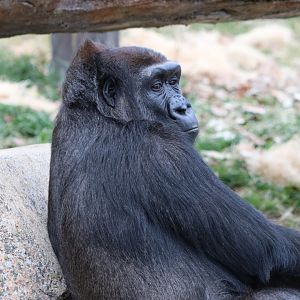 Western Lowland Gorilla
