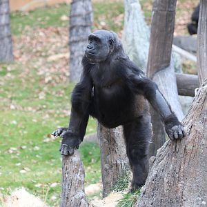 Western Lowland Gorilla