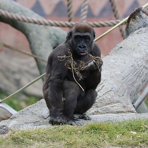 Western Lowland Gorilla