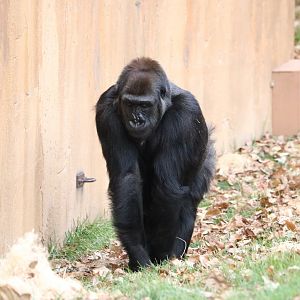 Western Lowland Gorilla