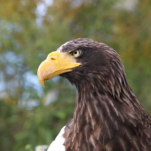 Steller's Sea Eagle