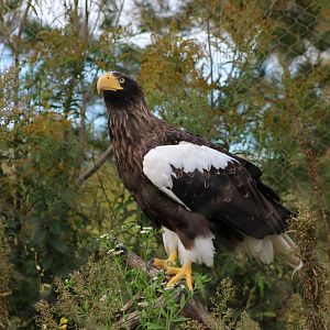 Steller's Sea Eagle