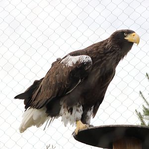 Steller's Sea Eagle