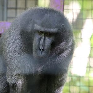 Sulawesi Macaque