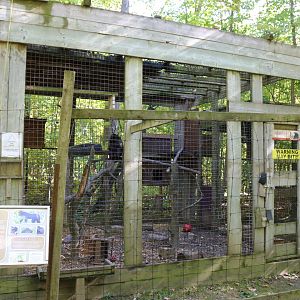 Sulawesi Macaque Exhibit