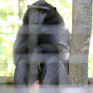 Sulawesi Macaque
