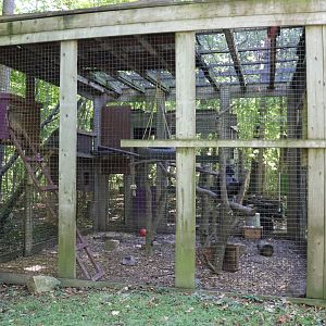 Sulawesi Macaque Exhibt