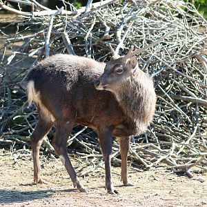 Sika Deer